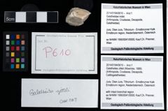 Foto (Objekt + Etikett) von Galatheites zitteli (Moericke, 1889)  (NHMW-GEO-2014-0194-0610)